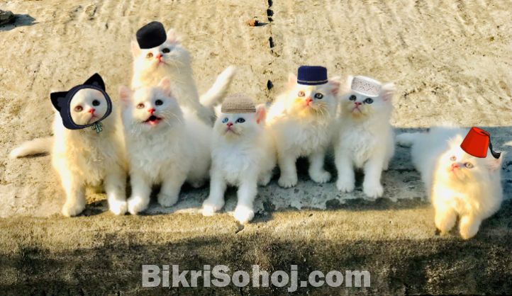 Traditional Persian male and female kitten